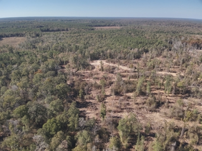 Dugdemona River Timberland for Sale in Winn Parish, LA - image 16
