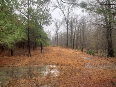 Hunting Timberland Property for Sale in Southern Arkansas - image 37