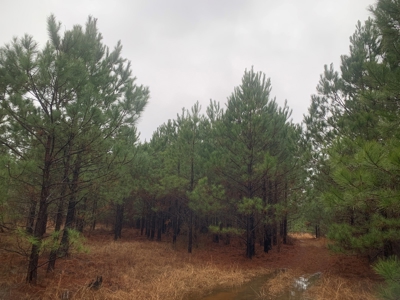 Hunting Timberland Property for Sale in Southern Arkansas - image 24