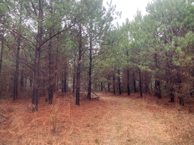 Hunting Timberland Property for Sale in Southern Arkansas - image 36
