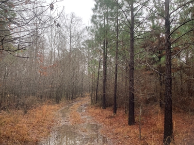 Hunting Timberland Property for Sale in Southern Arkansas - image 29