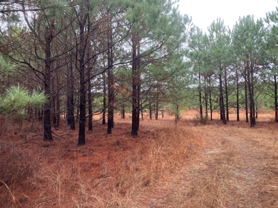 Hunting Timberland Property for Sale in Southern Arkansas - image 23