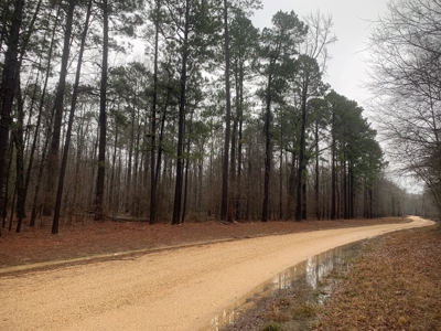 Hunting Timberland Property for Sale in Southern Arkansas - image 5