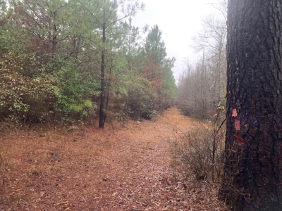 Hunting Timberland Property for Sale in Southern Arkansas - image 16