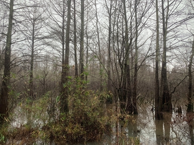 Hunting Timberland Property for Sale in Southern Arkansas - image 32