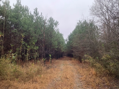 Hunting Timberland Property for Sale in Southern Arkansas - image 33