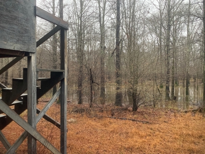 Hunting Timberland Property for Sale in Southern Arkansas - image 15