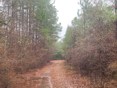 Hunting Timberland Property for Sale in Southern Arkansas - image 27