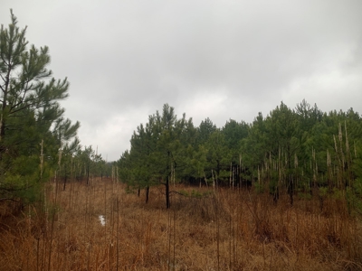 Hunting Timberland Property for Sale in Southern Arkansas - image 19