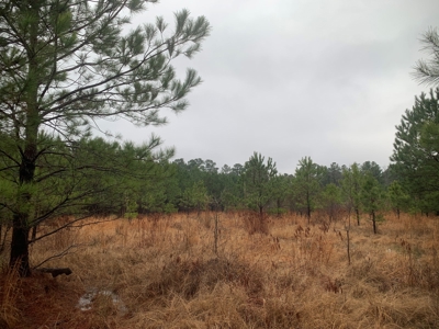 Hunting Timberland Property for Sale in Southern Arkansas - image 25