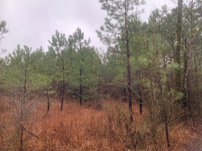 Hunting Timberland Property for Sale in Southern Arkansas - image 18
