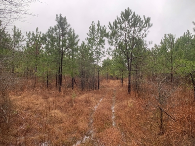 Hunting Timberland Property for Sale in Southern Arkansas - image 17