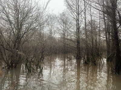 Hunting Timberland Property for Sale in Southern Arkansas - image 34