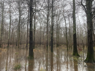 Hunting Timberland Property for Sale in Southern Arkansas - image 3