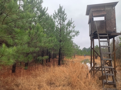 Hunting Timberland Property for Sale in Southern Arkansas - image 21