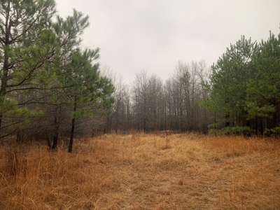 Hunting Timberland Property for Sale in Southern Arkansas - image 30
