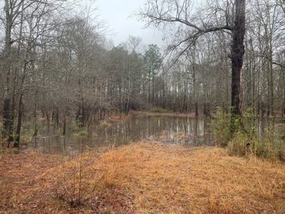 Hunting Timberland Property for Sale in Southern Arkansas - image 1