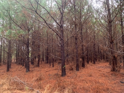 Hunting Timberland Property for Sale in Southern Arkansas - image 22