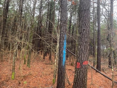Hunting Timberland Property for Sale in Southern Arkansas - image 13