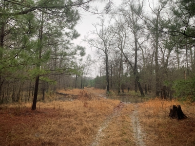 Hunting Timberland Property for Sale in Southern Arkansas - image 35