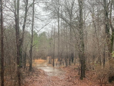 Hunting Timberland Property for Sale in Southern Arkansas - image 26