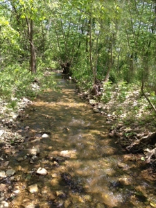 Secluded cabin on 40 acres in Ozark County - image 40