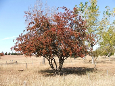 Coldwater Lake Lot For Sale 2003 Rawhide Road - image 11