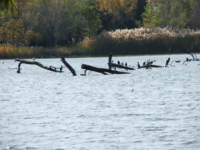 Coldwater Lake Lot For Sale 2000 Lariat Lane - image 21
