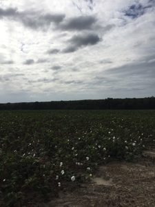 Ready to build lots for sale in Rehobeth, AL - image 2