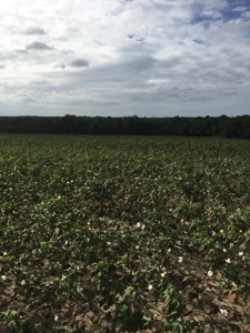 Ready to build lots for sale in Rehobeth, AL - image 3