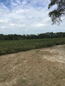 Ready to build lots for sale in Rehobeth, AL - image 1