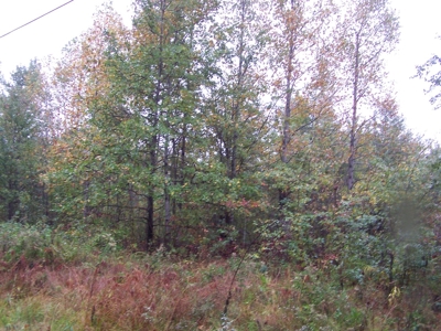 Mountain Property Cumberland Plateau, Crossville TN - image 4