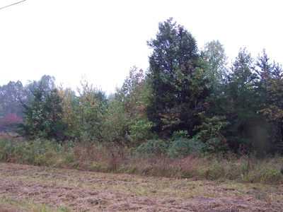 Mountain property on the Cumberland Plateau, Monterey TN - image 5