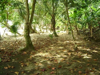 Bastimentos Beachfront Land, Old Point, Bocas del Toro - image 4