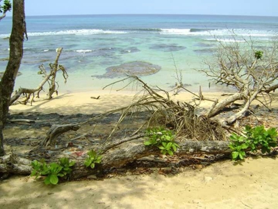 Bastimentos Beachfront Land, Old Point, Bocas del Toro - image 5