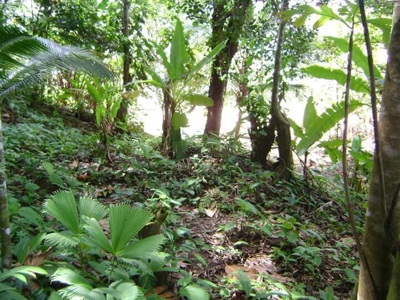 Bastimentos Beachfront Land, Old Point, Bocas del Toro - image 6