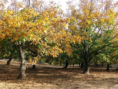Horse Property and Walnut Farm for Sale in California - image 1