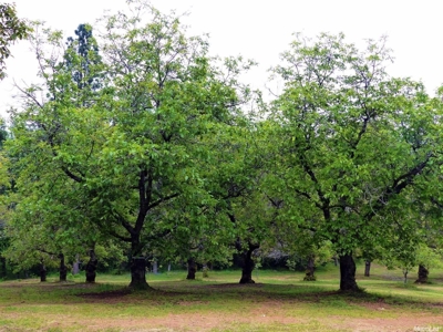 Horse Property and Walnut Farm for Sale in California - image 2