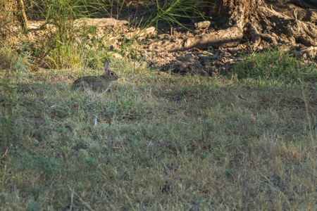 South Texas Hunting Ranch located in Zavala & Uvalde County - image 27