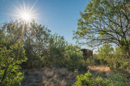 South Texas Hunting Ranch located in Zavala & Uvalde County - image 7