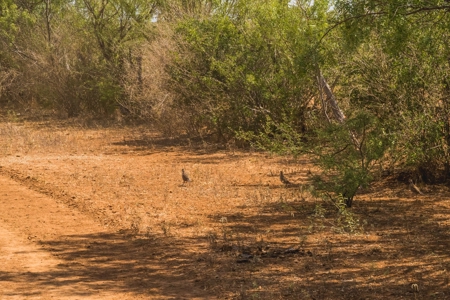 South Texas Hunting Ranch located in Zavala & Uvalde County - image 9