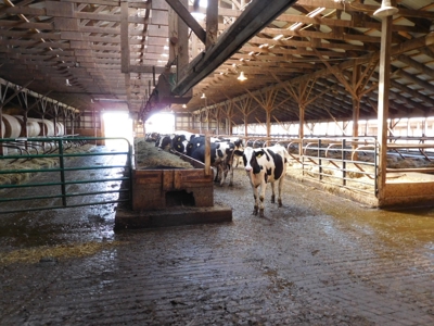 Large dairy farm - image 34