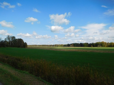 Large dairy farm - image 2
