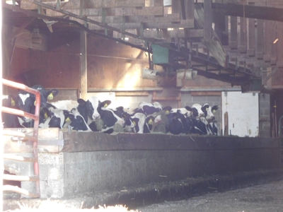 Large dairy farm - image 20