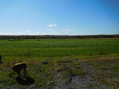 Large dairy farm - image 15
