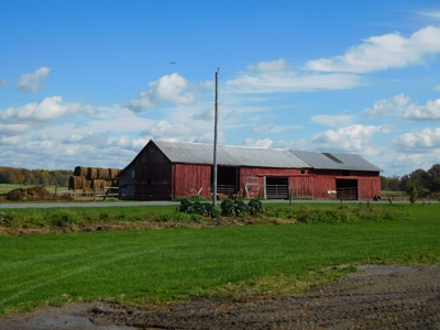 Large dairy farm - image 13