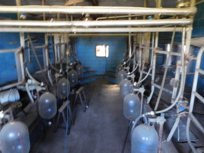 Large dairy farm - image 33