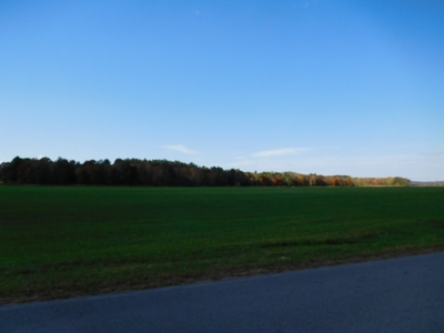 Large dairy farm - image 4