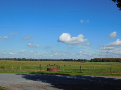 Large dairy farm - image 11