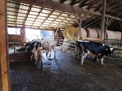 Large dairy farm - image 35